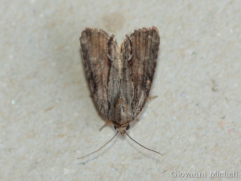 Bryophila (Bryoleuca) raptricula, Noctuidae